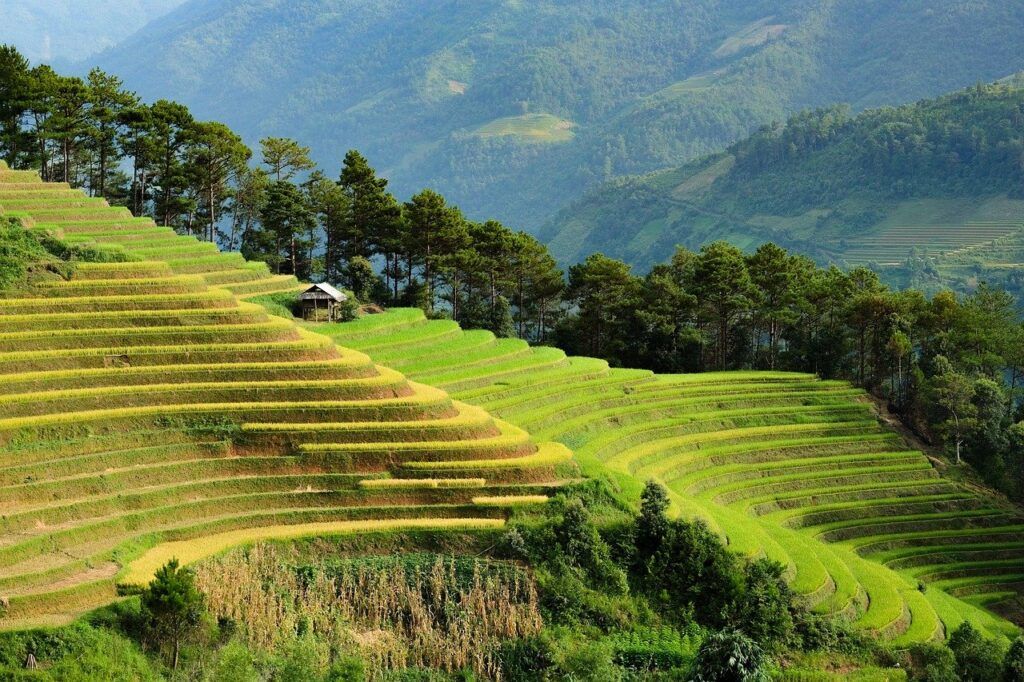 Terraced rice fields in Vietnam surrounded by green hills and trees.