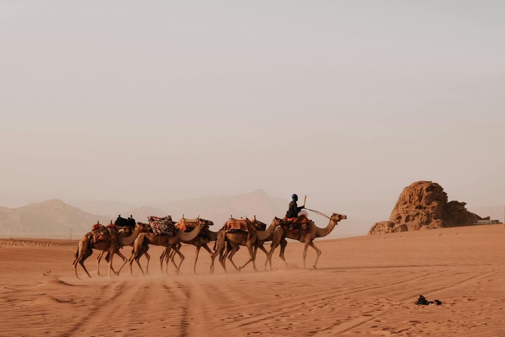 A caravan of camels in the Wadi Rum desert, Jordan, led by a Bedouin guide.
