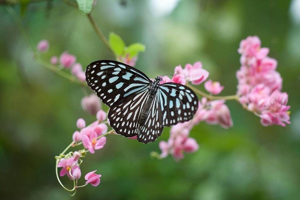 Things to do in Kuala Lumpur: visit the Perdana Botanical Gardens