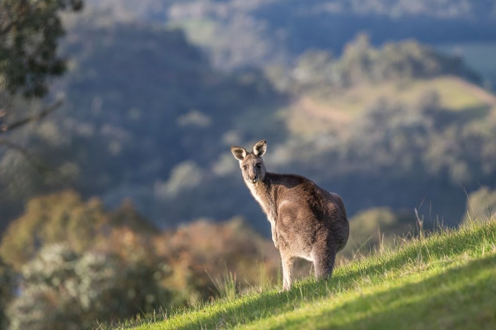 A kangaroo standing on a grassy hill with a forested background.