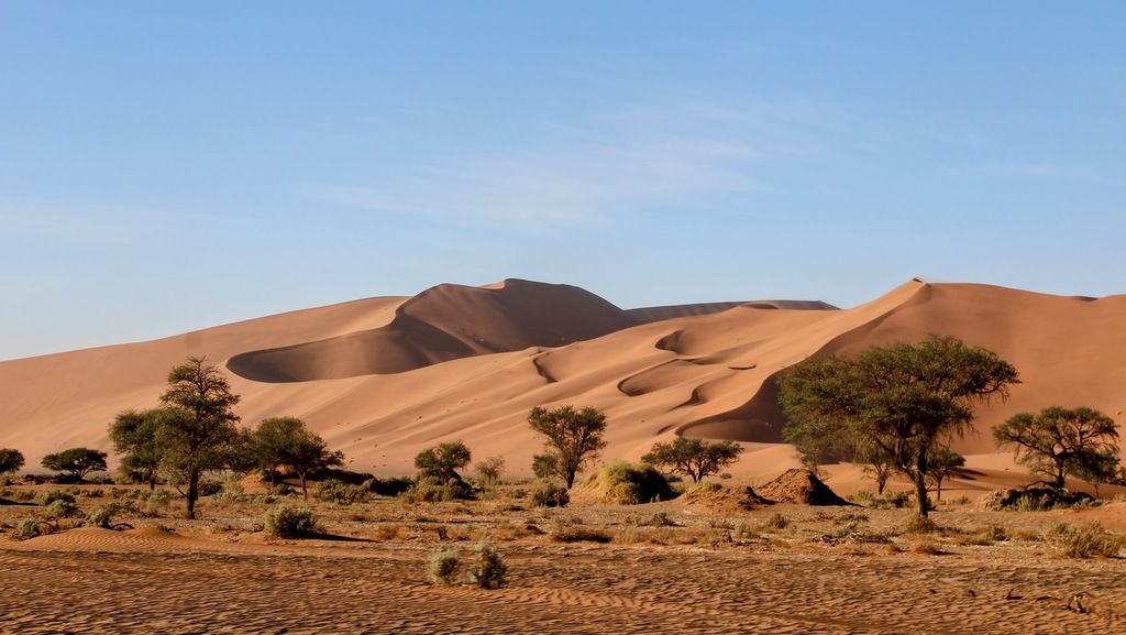  Rolling sand dunes of the Namib Desert with scattered trees and golden sunlight casting soft shadows.