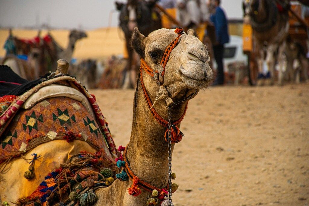 Deserts in Egypt: The best places for adventure, stargazing, and exploration