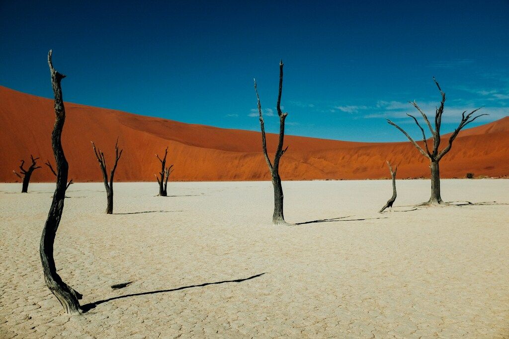 Dead trees on the white clay pan of Deadvlei surrounded by red dunes