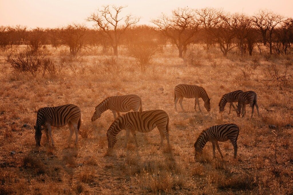Best Namibia safari tours: our Namibia safari travel guide