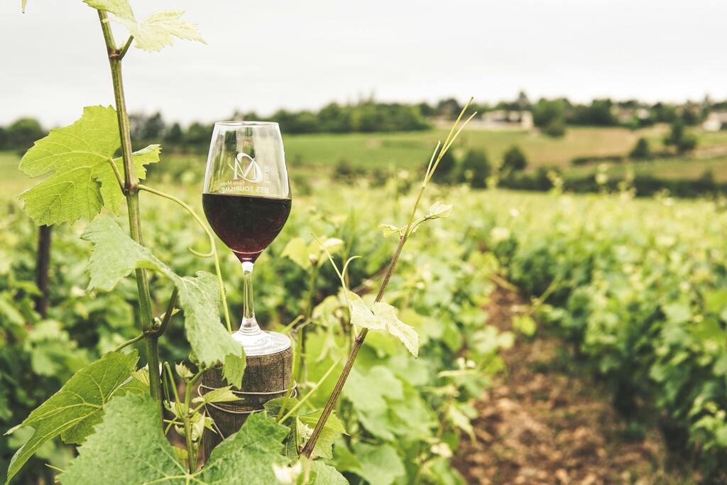 A glass of red wine resting on a wooden post in a vineyard, with rows of green grapevines stretching into the distance under a cloudy sky.