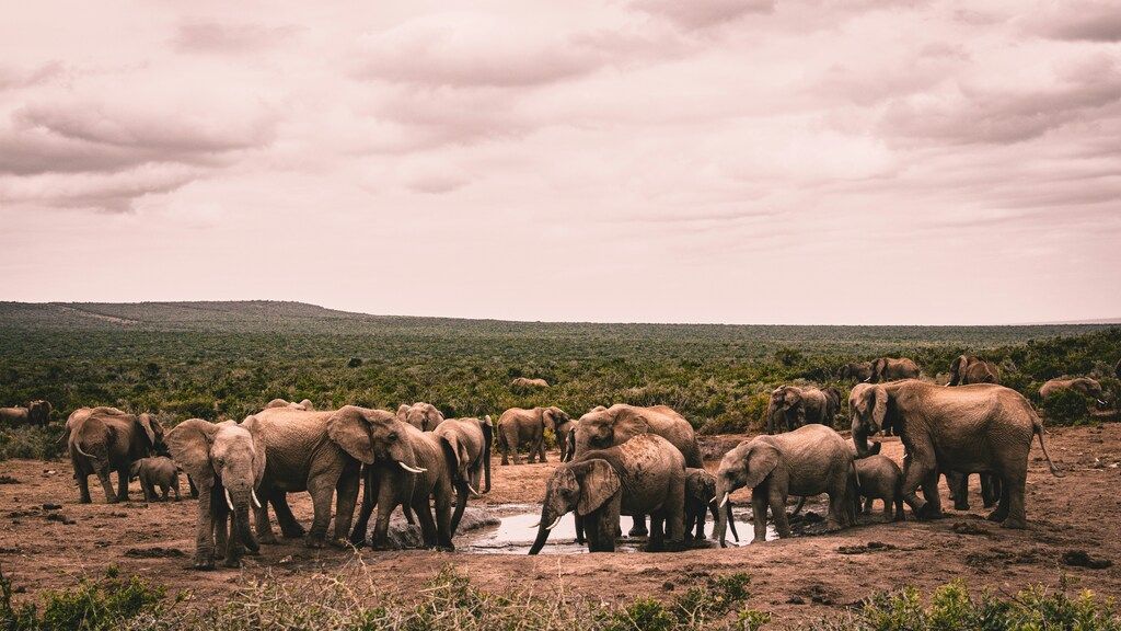 Group of elephants gathered around a waterhole in Addo Elephant National Park