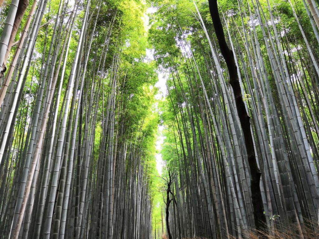 Towering bamboo stalks in Arashiyama Bamboo Grove.