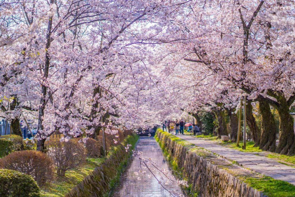 Philosopher's Path in Kyoto during cherry blossom season.