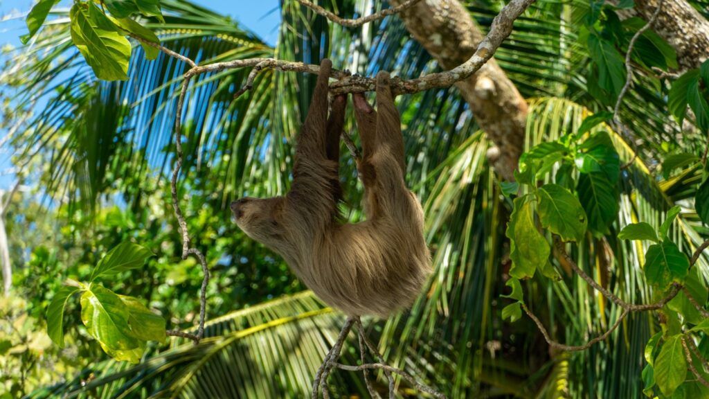 Three-toed sloth hanging from a branch in the bright green jungle canopy.